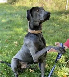 Marlo – Weimaraner-Mix, Männchen, 5 Jahre 2 Monate, 13057 Berlin – Foto 3