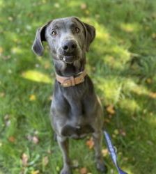 Marlo – Weimaraner-Mix, Männchen, 5 Jahre 2 Monate, 13057 Berlin – Foto 4