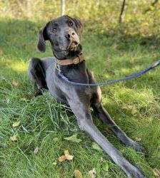 Marlo – Weimaraner-Mix, Männchen, 5 Jahre 2 Monate, 13057 Berlin – Foto 5