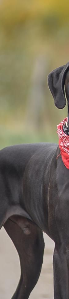 Carlo – Deutsche Dogge, Männchen, 4 Jahre, 45141 Essen – Foto 1