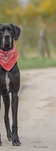 Carlo – Deutsche Dogge, Männchen, 4 Jahre, 45141 Essen – Foto 2