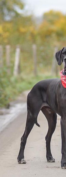 Carlo – Deutsche Dogge, Männchen, 4 Jahre, 45141 Essen – Foto 3