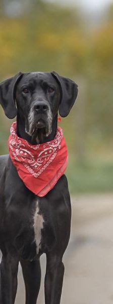 Carlo – Deutsche Dogge, Männchen, 4 Jahre, 45141 Essen – Foto 4