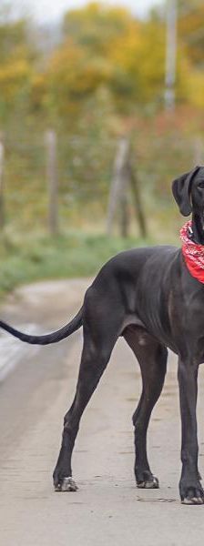 Carlo – Deutsche Dogge, Männchen, 4 Jahre, 45141 Essen – Foto 5