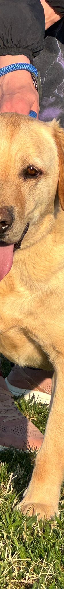 Paco – Labrador-Mischling, Männchen, 4 Jahre, Nordic Strays e.V. – Foto 1