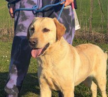 Paco – Labrador-Mischling, Männchen, 4 Jahre, Nordic Strays e.V. – Foto 3