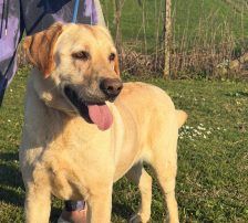 Paco – Labrador-Mischling, Männchen, 4 Jahre, Nordic Strays e.V. – Foto 4