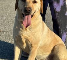 Paco – Labrador-Mischling, Männchen, 4 Jahre, Nordic Strays e.V. – Foto 5