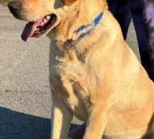 Paco – Labrador-Mischling, Männchen, 4 Jahre, Nordic Strays e.V. – Foto 6