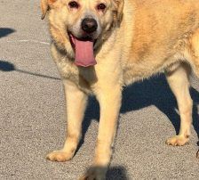 Paco – Labrador-Mischling, Männchen, 4 Jahre, Nordic Strays e.V. – Foto 7