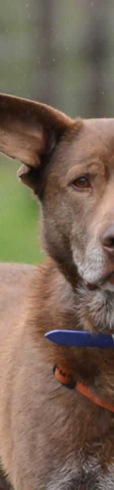 Nalu – Australian Kelpie Mix, Männchen, 6 Jahre, 45141 Essen – Foto 1