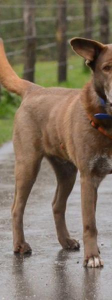 Nalu – Australian Kelpie Mix, Männchen, 6 Jahre, 45141 Essen – Foto 2