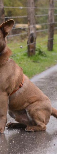 Nalu – Australian Kelpie Mix, Männchen, 6 Jahre, 45141 Essen – Foto 3