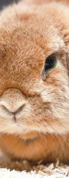 Socke – Widderkaninchen, Weibchen, 3 Jahre 8 Monate, 13057 Berlin – Foto 1