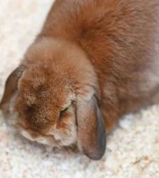 Socke – Widderkaninchen, Weibchen, 3 Jahre 8 Monate, 13057 Berlin – Foto 2
