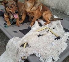 Roni – Mischling, Männchen, 1 Jahr, Nordic Strays e.V. – Foto 5