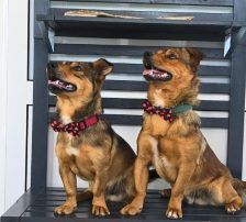 Roni – Mischling, Männchen, 1 Jahr, Nordic Strays e.V. – Foto 6