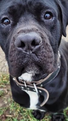 Vito – Cane Corso, Männchen, 2 Jahre 2 Monate, 39576 Stendal – Foto 1