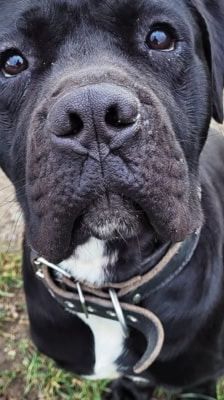 Vito – Cane Corso, Männchen, 2 Jahre 2 Monate, 39576 Stendal – Foto 2