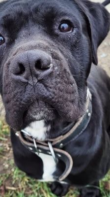 Vito – Cane Corso, Männchen, 2 Jahre 2 Monate, 39576 Stendal – Foto 3