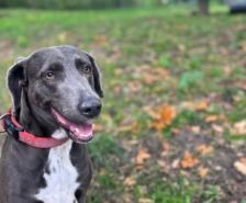 Vito – Cane Corso, Männchen, 2 Jahre 2 Monate, 39576 Stendal – Foto 6