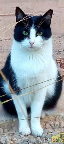 Chiquitito – Europäisch Kurzhaar, Männchen, 3 Jahre, 65520 Bad Camberg – Foto 1