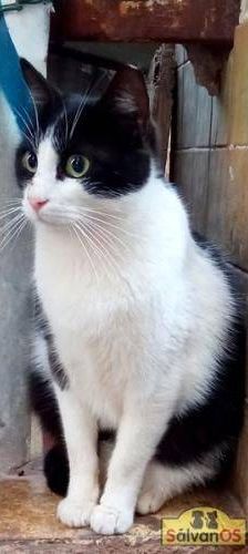 Chiquitito – Europäisch Kurzhaar, Männchen, 3 Jahre, 65520 Bad Camberg – Foto 2