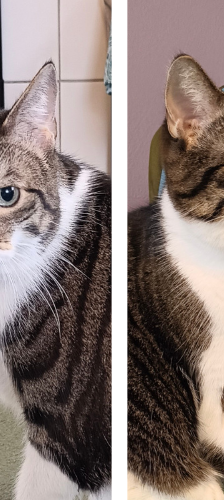 Beyla – Hauskatze, Weibchen, 3 Jahre, 28357 Bremen – Foto 1