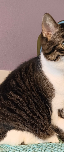 Beyla – Hauskatze, Weibchen, 3 Jahre, 28357 Bremen – Foto 3