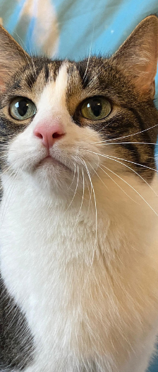 Beyla – Hauskatze, Weibchen, 3 Jahre, 28357 Bremen – Foto 5