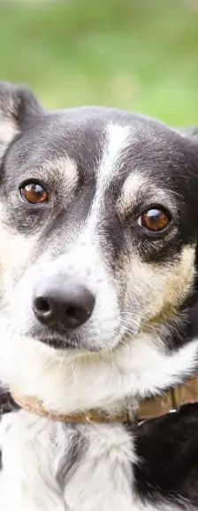 Filly – Collie-Mix, Weibchen, 8 Jahre 7 Monate, 13057 Berlin – Foto 1