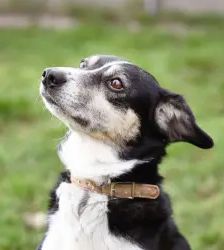 Filly – Collie-Mix, Weibchen, 8 Jahre 7 Monate, 13057 Berlin – Foto 2