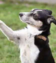 Filly – Collie-Mix, Weibchen, 8 Jahre 7 Monate, 13057 Berlin – Foto 3
