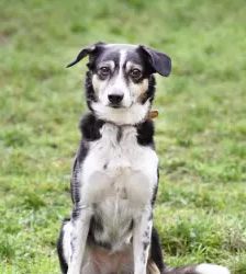 Filly – Collie-Mix, Weibchen, 8 Jahre 7 Monate, 13057 Berlin – Foto 4