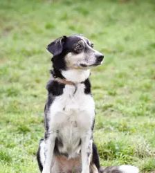 Filly – Collie-Mix, Weibchen, 8 Jahre 7 Monate, 13057 Berlin – Foto 5