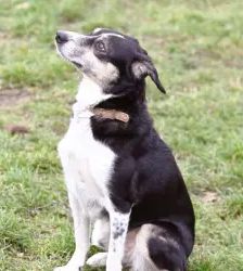 Filly – Collie-Mix, Weibchen, 8 Jahre 7 Monate, 13057 Berlin – Foto 6