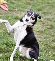 Filly – Collie-Mix, Weibchen, 8 Jahre 7 Monate, 13057 Berlin – Foto 7