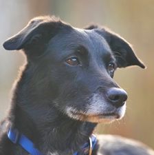 Zuma – Mischling, Weibchen, 2 Jahre, 90537 Feucht – Foto 1