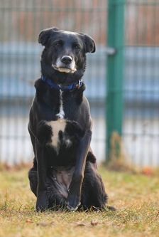 Zuma – Mischling, Weibchen, 2 Jahre, 90537 Feucht – Foto 2