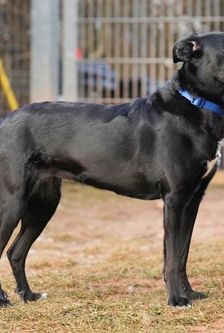 Zuma – Mischling, Weibchen, 2 Jahre, 90537 Feucht – Foto 3
