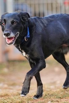 Zuma – Mischling, Weibchen, 2 Jahre, 90537 Feucht – Foto 4