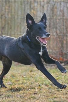 Zuma – Mischling, Weibchen, 2 Jahre, 90537 Feucht – Foto 5