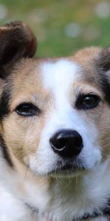 Boris – Mischling, Männchen, 9 Jahre, 65520 Bad Camberg – Foto 1
