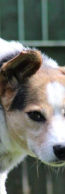 Boris – Mischling, Männchen, 9 Jahre, 65520 Bad Camberg – Foto 12