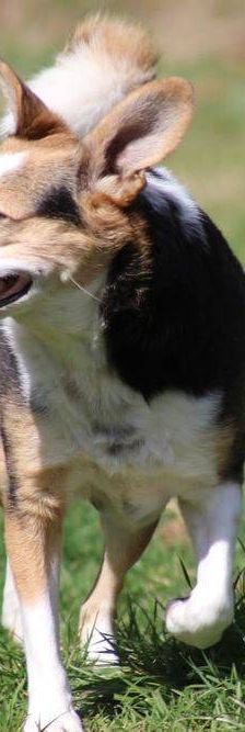 Boris – Mischling, Männchen, 9 Jahre, 65520 Bad Camberg – Foto 13