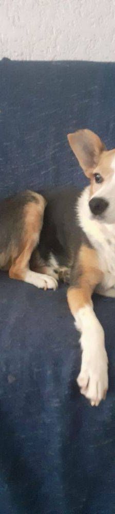 Boris – Mischling, Männchen, 9 Jahre, 65520 Bad Camberg – Foto 14