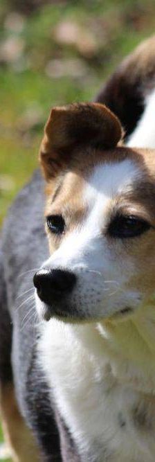 Boris – Mischling, Männchen, 9 Jahre, 65520 Bad Camberg – Foto 15