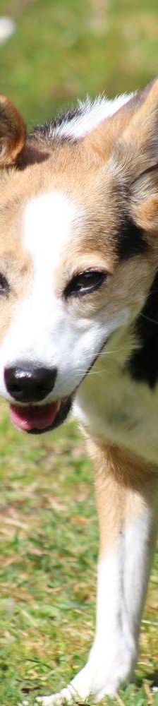 Boris – Mischling, Männchen, 9 Jahre, 65520 Bad Camberg – Foto 16