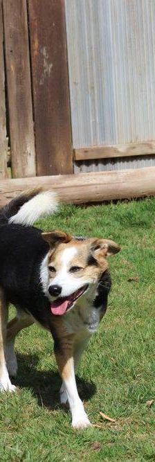 Boris – Mischling, Männchen, 9 Jahre, 65520 Bad Camberg – Foto 17