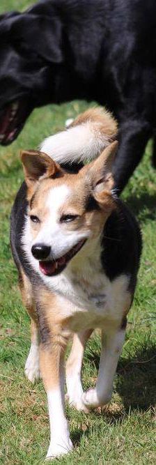 Boris – Mischling, Männchen, 9 Jahre, 65520 Bad Camberg – Foto 18
